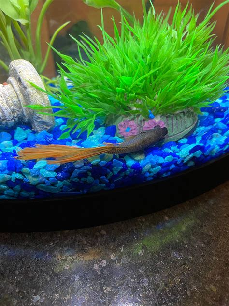 lethargic betta fish bottom tank.